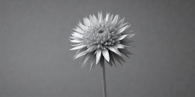 The primary subject of the image is a white flower with a long stem, sitting on a gray surface. The visual style of the image is a black and white photo, giving it a classic and timeless appearance. The colors and mood of the image are predominantly grayscale, creating a sense of simplicity and elegance.