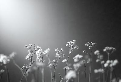 The primary subject of the image is a group of white flowers, with some of them appearing to be in a dark setting. The flowers are arranged in a way that they seem to be growing out of the ground. The visual style of the image is a black and white photo, which adds a sense of depth and contrast to the scene. The colors and mood of the image are predominantly dark, with the white flowers standing out as the main focal point.