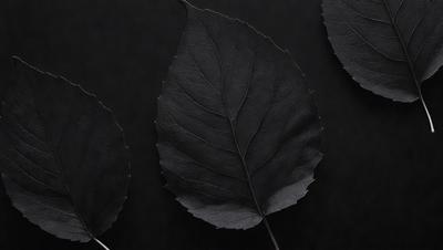 The primary subject of the image is a close-up of a large black leaf. The leaf is prominently displayed on a black background, which creates a striking contrast. The visual style of the image is a photo, capturing the intricate details of the leaf. The colors and mood of the image are predominantly dark, with the black leaf being the main focus.