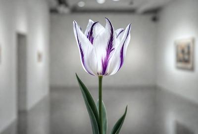 The primary subject of the image is a single purple and white flower, which is the main focus of the scene. The setting is a white wall, and the visual style appears to be a photo. The dominant colors in the image are purple and white, creating a calm and serene atmosphere.