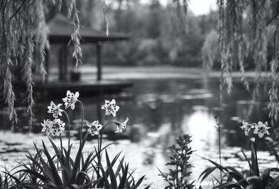 Primary subject: Flowers
Setting/background: A pond with a gazebo nearby
Visual style: Photo
Colors and mood: The flowers are white, and the overall atmosphere is serene and peaceful.