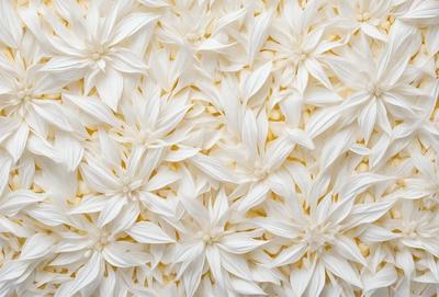 The primary subject of the image is a white flower, which is the main object, scene, or focus of the image. The setting or background features a white surface, which could be a wall, a sheet, or a piece of fabric. The visual style of the image is a close-up of the flower, showcasing its details and texture. The colors in the image are predominantly white, giving it a clean and fresh appearance. The overall atmosphere of the image is serene and calming, as the white flower stands out