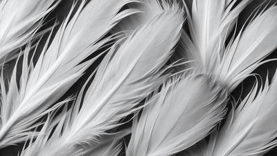 The primary subject of the image is a close-up of a white feather. The setting is a black background, which provides a stark contrast to the white feather. The visual style is a realistic representation of the feather, showcasing its intricate details. The colors and mood of the image are predominantly white, giving it a clean and elegant appearance.