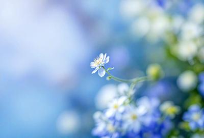 The primary subject of the image is a single white flower, which is the main focus of the scene. The setting is a blue background, which adds a sense of depth and contrast to the image. The visual style is a close-up of the flower, showcasing its details and beauty. The colors in the image are predominantly blue, creating a calm and serene atmosphere.