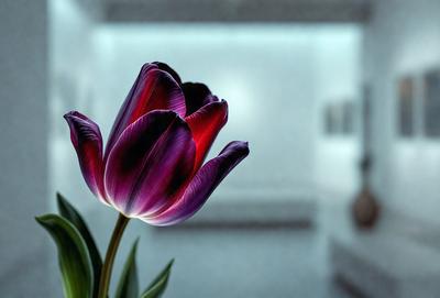 The primary subject of the image is a single red tulip flower. The setting is a white room, and the visual style appears to be a photo. The dominant colors are red and white, creating a bold and striking contrast. The overall atmosphere of the image is elegant and captivating.