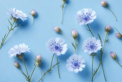 The primary subject of the image is a bouquet of white flowers with blue centers. The flowers are arranged in a visually appealing manner, creating a sense of harmony and beauty. The setting is a blue background, which complements the colors of the flowers and adds to the overall aesthetic of the image. The visual style is a close-up shot of the flowers, allowing the viewer to appreciate the details and textures of the petals and stems. The colors and mood of the image are predomin
