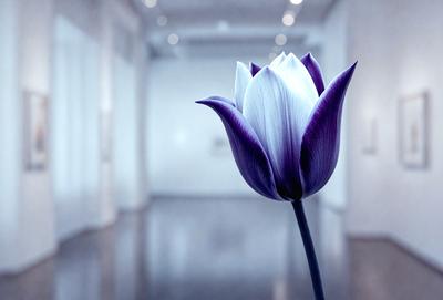 The primary subject of the image is a purple flower, which is the main focus of the scene. The setting is a white room, and the visual style appears to be a photo. The dominant colors in the image are purple and white, creating a calm and serene atmosphere.