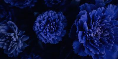 The primary subject of the image is a blue flower, which is the main focus of the scene. The setting is a dark background, which contrasts with the bright blue flower. The visual style of the image is a close-up of the flower, showcasing its details. The dominant colors in the image are blue and black, creating a calm and serene atmosphere.