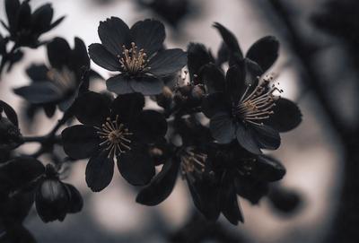 The primary subject of the image is a close-up of a flower, possibly a cherry blossom, with a black background. The flower is surrounded by a few other flowers, creating a visually appealing scene. The visual style of the image is a black and white photo, which adds a classic and timeless feel to the composition. The colors and mood of the image are predominantly black, creating a dramatic and moody atmosphere.