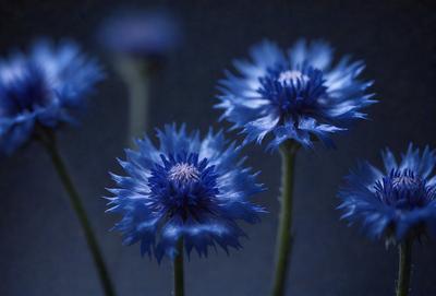The primary subject of the image is a close-up of a blue flower with a purple center. The setting is a dark background, which creates a dramatic and moody atmosphere. The visual style is a photo, capturing the beauty of the flower in detail. The dominant colors are blue and purple, creating a sense of calmness and tranquility.