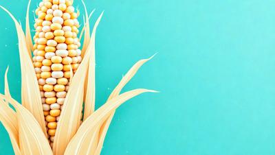 The primary subject of the image is a close-up of a corn plant with a blue background. The corn plant is the main focus of the image, and it appears to be a realistic representation of a corn plant. The setting is a blue background, which contrasts with the yellow and green colors of the corn plant. The visual style of the image is a realistic representation of a corn plant, and the colors and mood convey a sense of freshness and natural beauty.