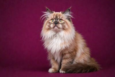 The primary subject of the image is a fluffy, long-haired cat with a distinctive appearance. The cat is sitting on a purple background, which adds a vibrant touch to the scene. The visual style of the image is a close-up of the cat, showcasing its unique features. The colors and mood of the image are predominantly purple, creating a calm and soothing atmosphere.