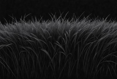 The primary subject of the image is a large field of tall, dry grass. The setting is a dark, black background, which creates a dramatic and moody atmosphere. The visual style is a black and white photo, giving the image a classic and timeless appearance. The colors and mood of the image are predominantly dark and mysterious, with the tall grass serving as the focal point of the scene.