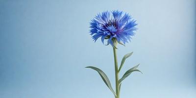 The primary subject of the image is a single blue flower, which is the main focus of the scene. The setting is a blue background, which provides a contrasting and visually appealing environment for the flower. The visual style of the image is a close-up of the flower, showcasing its details and beauty. The dominant colors in the image are blue and purple, creating a calm and serene atmosphere.
