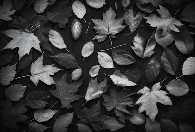 The primary subject of the image is a close-up of various autumn leaves scattered on a black surface. The leaves are in different stages of decay, creating a visually interesting and somewhat eerie scene. The setting is a black background, which emphasizes the leaves and their details. The visual style is a close-up of the leaves, showcasing their textures and colors. The dominant colors are shades of brown and black, with the leaves' decay adding a sense of moodiness to the scene.