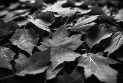 The primary subject of the image is a large pile of leaves, which are the main objects in the scene. The leaves are scattered across a surface, possibly a ground or a table. The visual style of the image is a black and white photo, giving it a classic and timeless appearance. The colors and mood of the image are predominantly dark and moody, with the leaves creating a sense of depth and texture.