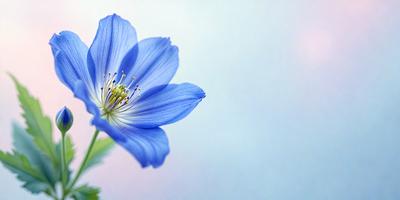 The primary subject of the image is a blue flower with a white center, which is the main focus of the image. The setting is a blue background, which creates a contrasting and visually appealing environment. The visual style of the image is a close-up of the flower, showcasing its details and beauty. The dominant colors in the image are blue and white, creating a calm and serene atmosphere.