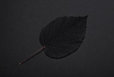The primary subject of the image is a leaf, which is the main object, scene, or focus of the image. The leaf is placed on a black background, giving it a dramatic and striking appearance. The visual style of the image is a photo, capturing the leaf in its natural form. The colors and mood of the image are predominantly dark, with the leaf being the main source of color and contrast.