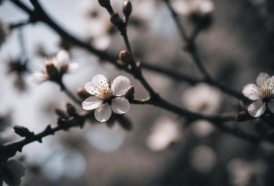 Primary subject: A tree with white flowers.

Setting/background: The tree is in front of a blue sky.

Visual style: The image is a photo of the tree with white flowers.

Colors and mood: The dominant colors are white and blue, creating a serene and peaceful atmosphere.