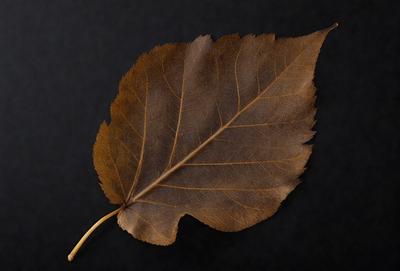 The primary subject of the image is a brown leaf, which is the main object, scene, or focus of the image. The leaf is placed on a black surface, which serves as the setting or background. The visual style of the image is a photo, capturing the natural beauty of the leaf. The colors and mood of the image are dominated by the brown hues of the leaf, creating a sense of warmth and earthiness.