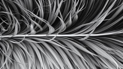The primary subject of the image is a close-up of a feather, showcasing its intricate structure and texture. The setting is a black and white background, which emphasizes the contrast between the feather and the background. The visual style is a black and white photo, giving the image a classic and timeless appearance. The colors and mood of the image are predominantly black and white, creating a sense of elegance and sophistication.
