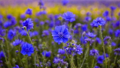 The primary subject of the image is a field of blue flowers, with a variety of different shades of blue. The setting is a grassy field, and the visual style appears to be a photo of the flowers in their natural environment. The colors and mood of the image are predominantly blue, creating a serene and calming atmosphere.
