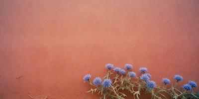 The primary subject of the image is a purple flower with blue petals, which is growing on a red wall. The setting is a wall with a red surface, and the visual style appears to be a photo. The dominant colors in the image are red and purple, creating a vibrant and lively atmosphere.