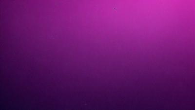 The primary subject of the image is a purple wall. The setting is a room with a purple wall, and the visual style is a photo. The dominant colors in the image are purple, and the overall atmosphere is calm and serene.