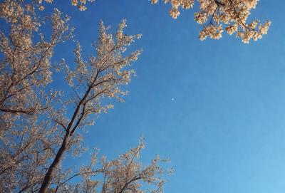 The primary subject of the image is a tree with a blue sky in the background. The tree is surrounded by a few other trees, creating a serene and natural setting. The visual style of the image is a photo, capturing the beauty of the tree and the sky. The colors in the image are predominantly blue, creating a calm and peaceful atmosphere.