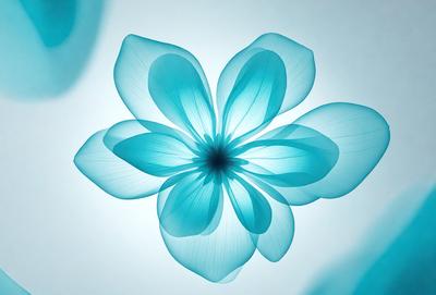 The primary subject of the image is a blue flower with a white center. The setting is a white background, which provides a clean and minimalist appearance. The visual style is a digital art or illustration, as the flower appears to be a stylized or manipulated image. The dominant colors are blue and white, creating a calm and serene atmosphere.