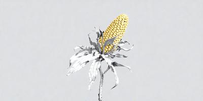 The primary subject of the image is a single yellow corn on the cob. The setting is a gray background, which creates a contrast with the yellow corn. The visual style is a close-up of the corn, showcasing its details. The colors and mood of the image are predominantly gray and neutral, with the yellow corn being the main focal point.