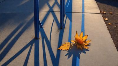 The primary subject of the image is a single yellow leaf, which is lying on the ground. The setting is a concrete surface, possibly a sidewalk or a patio. The visual style is a photo, capturing the leaf's natural beauty. The colors in the image are predominantly yellow, which creates a warm and inviting atmosphere.
