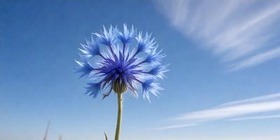 The primary subject of the image is a blue flower with a long stem, which is the main focus of the image. The setting is a blue sky, providing a clear and bright backdrop for the flower. The visual style of the image is a photo, capturing the beauty of the flower in its natural environment. The dominant colors in the image are blue and white, creating a serene and calming atmosphere.