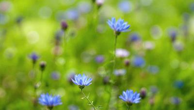 The primary subject of the image is a field of flowers, predominantly blue flowers, with some purple flowers as well. The setting is a lush green field, providing a natural and serene backdrop. The visual style of the image is a photo, capturing the beauty of the flowers in their natural environment. The colors and mood of the image are predominantly blue and green, creating a sense of tranquility and harmony with nature.