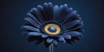 The primary subject of the image is a large, dark blue flower with a yellow center. The flower is prominently displayed in the foreground, and its vibrant colors create a striking contrast against the dark blue background. The visual style of the image is a close-up, which emphasizes the details of the flower and its center. The overall atmosphere of the image is serene and captivating, with the dark blue background providing a sense of depth and sophistication.