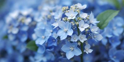 The primary subject of the image is a beautiful blue flower with white petals. The flower is surrounded by a blue background, which adds to the overall visual style. The colors and mood of the image are predominantly blue, creating a serene and calming atmosphere.