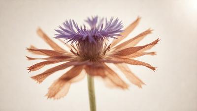 The primary subject of the image is a purple flower with a brown petal, which is the main focus of the image. The setting is a white background, and the visual style appears to be a photo. The dominant colors in the image are purple and brown, creating a calm and serene atmosphere.