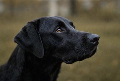 The primary subject of the image is a black dog with a brown nose, standing in a grassy field. The dog appears to be looking at the camera, possibly posing for a picture. The setting is an outdoor environment with grass and possibly some trees in the background. The visual style of the image is a black and white photo, which adds a classic and timeless feel to the scene. The dominant colors are black and white, and the overall atmosphere is calm and serene.