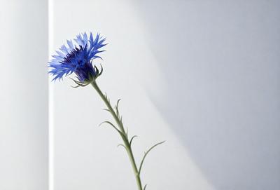 The primary subject of the image is a single blue flower, which is prominently displayed in the foreground. The setting is a white wall, providing a clean and minimalistic background. The visual style is a close-up of the flower, showcasing its details and beauty. The dominant colors in the image are blue and white, creating a calm and serene atmosphere.