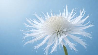 The primary subject of the image is a white flower with a blue background. The flower is the focal point of the image, and it appears to be a close-up of the flower's petals. The visual style of the image is a photo, and the dominant colors are white and blue. The overall atmosphere of the image is serene and peaceful, as the flower is the main subject and stands out against the blue background.