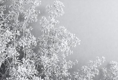 The primary subject of the image is a close-up of a plant with white flowers. The setting is a wall, and the visual style appears to be a photo. The dominant colors in the image are white and gray, creating a calm and serene atmosphere.