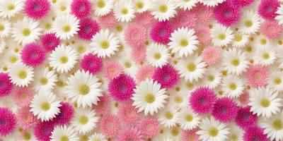 The primary subject of the image is a close-up of a flower, which is surrounded by a field of other flowers. The setting is a white background, and the visual style appears to be a photo. The dominant colors in the image are pink and white, creating a soft and delicate atmosphere.