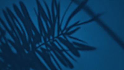 The primary subject of the image is a palm tree, with its shadow cast on a blue background. The visual style appears to be a photo, and the colors and mood convey a sense of tranquility and relaxation.