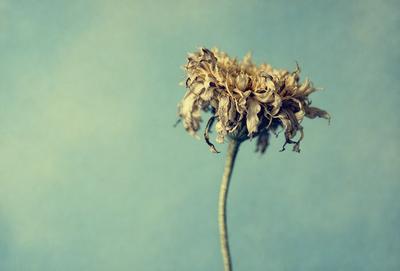 The primary subject of the image is a single, dried flower with a brown stem, sitting on a blue surface. The setting appears to be a studio or a controlled environment, as the flower is the main focus of the image. The visual style is a close-up, with the flower being the primary subject. The colors in the image are predominantly blue, which creates a calm and serene atmosphere.