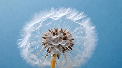 The primary subject of the image is a dandelion flower, which is the main object, scene, or focus of the image. The setting is a blue background, and the visual style is a photo. The dandelion flower is surrounded by white fluffy petals, and the colors and mood of the image are predominantly white and light, creating a delicate and serene atmosphere.
