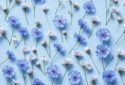 The primary subject of the image is a close-up of a blue flower. The setting is a blue background, which creates a visually appealing contrast with the flower. The visual style is a close-up of the flower, showcasing its details. The dominant colors in the image are blue and white, giving it a calm and serene atmosphere.
