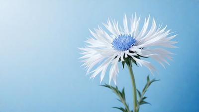 The primary subject of the image is a white and blue flower, which is the main focus of the scene. The flower is situated against a blue background, which adds a vibrant and calming atmosphere to the image. The visual style of the image is a close-up of the flower, showcasing its details and beauty. The colors and mood of the image are predominantly white and blue, creating a serene and peaceful ambiance.