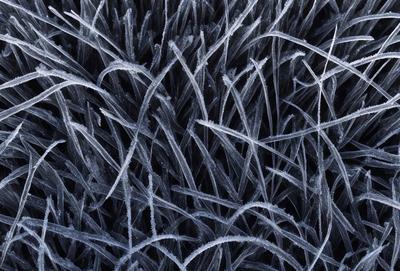 The primary subject of the image is a close-up of a grassy field with a frosty, icy appearance. The setting is a black background, which contrasts with the frosty grass. The visual style is a photo, capturing the intricate details of the frosty grass. The colors and mood of the image are predominantly cold and icy, with the frosty grass being the main focus.