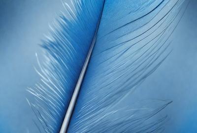 The primary subject of the image is a blue feather, which is the main object, scene, or focus of the image. The setting or background is a blue surface, which adds to the overall atmosphere of the image. The visual style of the image is a close-up of the blue feather, showcasing its details and texture. The colors and mood of the image are predominantly blue, creating a calm and serene atmosphere.