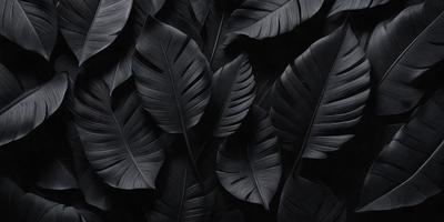 The primary subject of the image is a close-up of a large leaf, possibly a palm leaf, with a black background. The leaf is the main focus of the image, and it appears to be a real-life photograph of the leaf. The setting is a black background, which emphasizes the leaf and creates a dramatic visual effect. The visual style is a real-life photograph, capturing the intricate details of the leaf. The colors in the image are predominantly black, giving the image a moody and dram